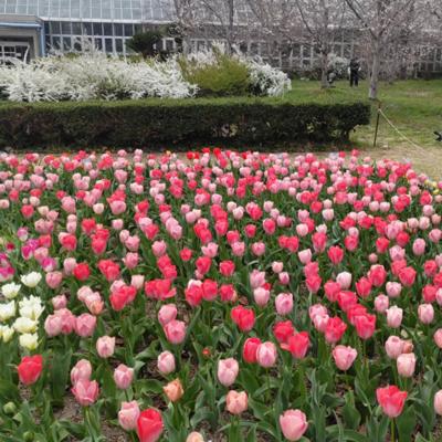植物園の🌷チューリップ🌷みんな仲良く整列している。小学校校門近くに植わってたのは１年生を出迎えるため？３回転校した小学校は、どこもチューリップが咲いていた。不安な気持ちを和らげてくれる春の花に挨拶しよう🌷こんにちは😊