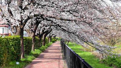 【朝食後散歩】＠K川・・・桜のトンネル。