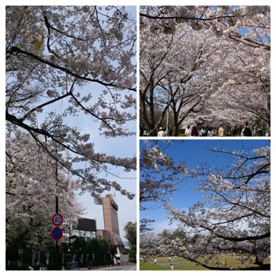 午前中は都内に出る用事があったので、そのまま外苑前周辺を散歩。午後は地元に戻り、買い物がてら近所をぶらぶら。気温が上がり、どこも桜が満開で絶好の花見日和です。