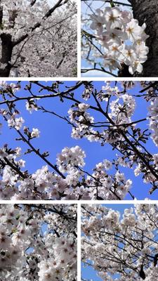 今日は満開の桜🌸を妻と一緒に再び見に出かけました。青空抜けでキレイでしたよ～🌸✨😊