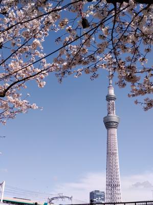 みんなカメラを同じ方向にしているので、その方向を見たら、スカイツリーがありました。スカイツリーと隅田公園の桜を一緒に撮っていました。何か面白い組み合わせに感じます。