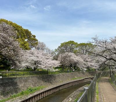 ここ数年、卒業式シーズンに咲いていた東京の桜もようやく満開になりました。曇りがちだった天気も今日は晴天。買物から少し足を伸ばして見てきました。春に包まれてる幸せ気分になりますね。