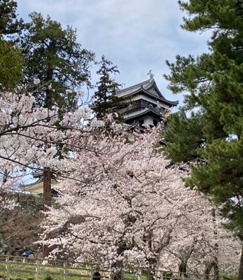 島根に行ってきた。写真は松江城。もちろん出雲大社にも行った（玉造温泉や日御碕も）。どこも桜満開でお天気も良くてとても良かった。一年で1番いい日だったんじゃないだろうか…とても満足した旅だった。島根いいところだな…