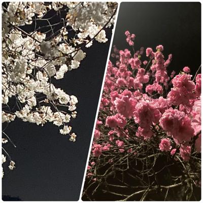 夜桜@小金井公園（自宅から徒歩5分）。　花見の皆さんがほぼ撤収した後の桜。