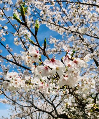 おはようございます。　
昨日はいいお花見日和でした。
今日は雨、桜散り始めました。