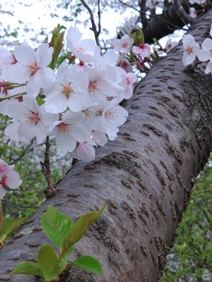 風雨立ち桜は遠くなりにけり...昨日まで咲き誇っていた桜も、夕べの荒天で今朝は緑の部分が多くなったように思う。いったいどのくらいの人が花見に出掛けたのだろうかな今年は。僕は先陣を切って花見に行くようなタイプではないが、僅な期間しか咲かない満開の桜を見損なうとなんだか損をしたような気分になる