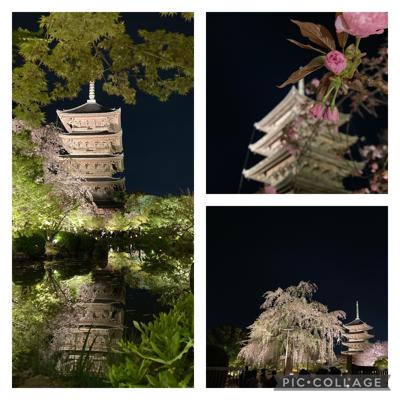 桜の見納めにと、東寺のライトアップを見て来ました。幻想的で素晴らしかったです。開花を待った分だけ今年の桜は美しいような気がします。
