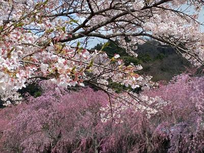箱根　宮城野で今年最後の花見が出来ました。