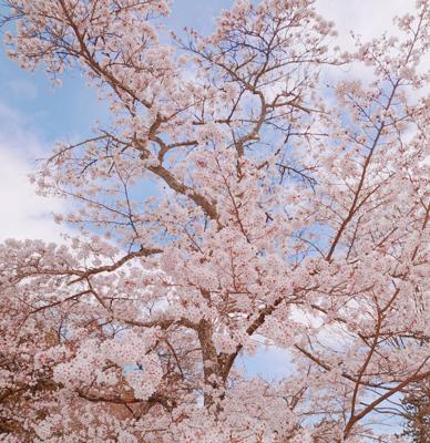 私の地域も桜が満開になりました。写真は、2日前に家の近くにある公園にて📷️* 儚くて淡いピンク色が幻想的な気分にしてくれますね。今年はゆっくりと沢山見られて嬉しかったです(⁎ᵕᴗᵕ⁎)🌸