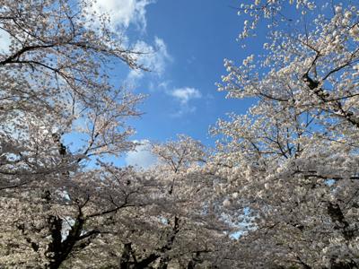 ここ最近はランニングしながら桜の様子を確認しています。
今週末まではまだ楽しめそう。