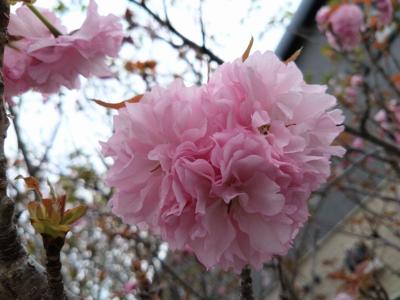 家の近くの八重桜が見頃でした。モコモコした感じが好みです。短い間の楽しみ、もう少し満喫したいなぁ
