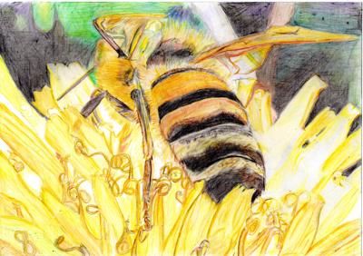 色鉛筆で描いたセイヨウミツバチ。