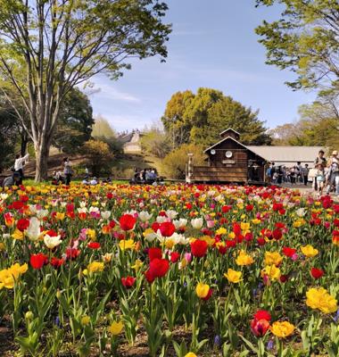 今日は昭和記念公園に行ってきました😊桜も菜の花もすっごくキレイだったんですが、それ以上に、色とりどりのチューリップがとてもとてもキレイでした🌷すごく天気が良くて、人がたくさん！去年の秋の紅葉よりも人が多かった💨ランドセルを背負って写真撮影している家族が一番多かったかも😊春だなぁ🤗💕