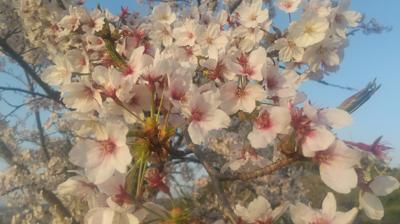 久々に早朝散歩してきました。市内有数の桜の名所が徒歩10分の距離にあるんです。えっへん。
