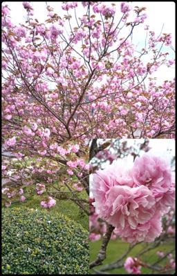 連投ごめんくださいm(__)m…公園に犬の散歩に行ったら、ほぼ葉桜になっているソメイヨシノ？をさておき、美しく咲いている桜っぽい群れが…。これは何だろう？とスマホで撮影するだけで被写体が何ものかを探してくれる○ーグル先生をスチャリと📷️…あぁ、あなたがかの有名な「八重桜」さんでしたか、大変失礼をばいたしました💦花とか植物のこと、な～んも知らんで57年近く生きてまいりました。残る余生は少しは自然に興味を持ちながら生きていきます。もちろん明日から✨😘