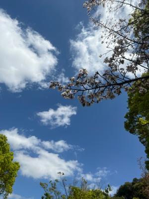 久しぶりにウォーキング🚶してきました。暑すぎず寒すぎずちょうど良かった。気持ち良かったです☺️桜も散るところが風に煽られて綺麗でした。銀杏の木が青々としてこちらも美しい😍