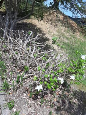 ウォーキングコースの バッサリ刈られたツツジの花が咲き始めてました😄弱い気持ちに 押しつぶされそうな毎日ですが 見習いたいと思います🙇