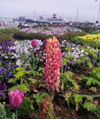 おはようございます♪曇り空の東京の朝です。「ルピナス」別名；ノボリフジ(藤の花に似ていることから)　花言葉は"空想"　今日も楽しく過ごしましょう✨