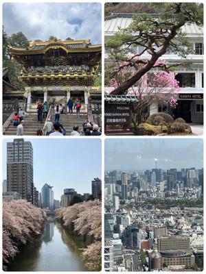 先週末、用事も兼ねて東京へ行って来ました。少し足を伸ばして日光東照宮と憧れの日光金谷ホテルへ宿泊。東京では渋谷スカイからの絶景と、遅れ気味が幸いして目黒川の桜🌸も堪能して来ました🎵