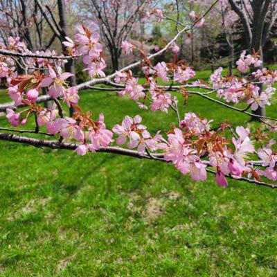 北海道もやっと桜が咲いています。子供達も遊び回り、親達はお弁当。寒い時期が長いので、春が来ると本当に嬉しいです。