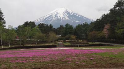 恩賜組合の芝桜のとこから見上げる富士