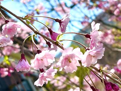 北の桜もようやく開花しました。
やっと春が来た感じで、花の美しさに見とれています。嬉しいなあ。🥰
https://youtu.be/Nu02ac7cDgk?si=FZSSAXqAFX-I3iBI