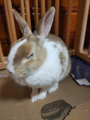 今日は、次女の誕生日を皆でお祝い。ウサギのムギも祝ってくれた、たぶん。
福岡県に住む長女にこの写真ラインしたら、めちゃカワイイと言ってた１枚。
