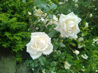 薔薇園🌹に行ってきました。白くて素敵な薔薇に心を惹かれました。