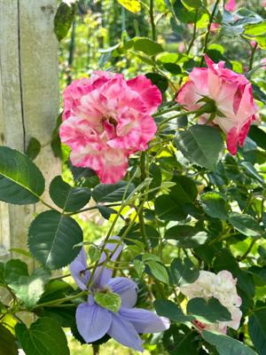 【今朝の名言】マルティン・ハイデッガー(哲学者)「誰しもが、代わりがきくようで代わりがきかない。」 読書メーター