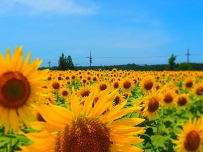 なかば強制的に夏休みとなった昨日（7月31日）は、石川県立美術館で開催中の奈良博へ。天気も爽やかだったので近くのひまわり畑にも。気持ちに余裕ができると感じ取れるものも多いですね。読書も冊数以上に充実感もありました。みなさま、今月もよろしくお願いします！2024年7月の読書メーター 読んだ本の数：8冊 読んだページ数：1775ページ ナイス数：346ナイス  ★先月に読んだ本一覧はこちら→ https://bookmeter.com/users/298996/summary/monthly/2024/7
