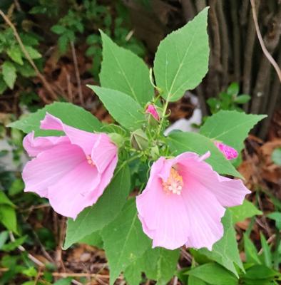 あの幻の青色のトンボを見掛けた辺りはこの野花が翌日開花した。そう実は裏庭といっても、路地を挟んだ隣家の敷地の植栽なのである。我が家には咲かず隣家に何故？　幻の青色トンボにこのビンク色の花。この花も翌日覗きに行ったらすっかり涸れていて、これまた幻の桃色の花と化してしまった。幻続き。