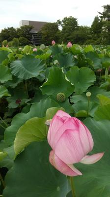 事情あり八月後半は実家のある秋田で過ごしました。北国といえど今夏は異常に暑く、また所用忙しくもあり読書は進まず。それでも先月から持越しの『赤の女王』を月末読了。写真は佐竹20万石城址・千秋公園の御濠に、蓮の花観賞用に新たに出来た遊歩道(浮橋)から。　2024年8月の読書メーター 読んだ本の数：6冊 読んだページ数：2106ページ ナイス数：912ナイス  ★先月に読んだ本一覧はこちら→ https://bookmeter.com/users/703427/summary/monthly/2024/8
