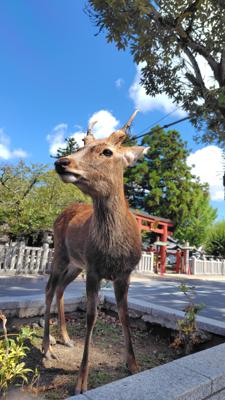 奈良行ってきました🦌コロナ終わってから外国の人多いなぁ∑(Ꙭ)久々にオーディブル登録してみたら大好きな藤原竜也さんが湊かなえ「リバース」を朗読されたので聴き始めたのですが……竜也の声が気になって内容が頭に入ってこない。