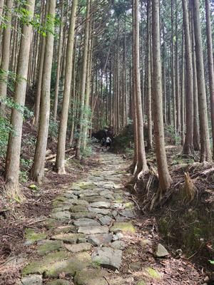 テントを背負って熊野古道中辺路を歩いてきました。普段なら紙一枚の重さまで気にして軽量化を図るのに、今回は650頁の分厚い文庫本をお供に。寝袋にくるまってヘッドランプの灯りを頼りに、深々と更けていく夜を忘れて、ガルシア＝マルケス『百年の孤独』を読み切ることができたことが嬉しかったです。