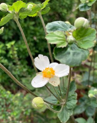 おはようございます。雨の朝です。今週疲れからか、はたまた夏の疲れ吹き出しからか昨日ぐらいからダルおもなんですが、眠くて堪りません🥱。今朝は雨に乗じてラン等はお休み。読書とラジオでも何度もウトウト。昨夜の眠りもぐっすりだった筈なんですが。今日も盛り沢山・お腹一杯の仕事スケジュールですが、早く帰って一杯やってグッと寝たいなぁ。写真は以前読友さんにUPお約束した事がある先日のウォーキングより秋明菊を。