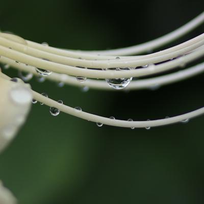 今朝岐阜市は雨が降っていたので出勤途中に白い彼岸花を撮影しました。