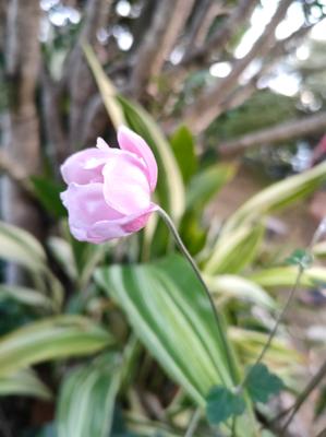 お庭のシュウメイギクが咲き始めました。綺麗な全開花も好きだけど、ほころびはじめた感じもなんとも好き☺️✨