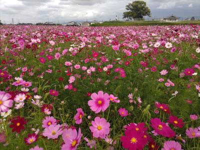 今日、斑鳩町の中宮寺跡のコスモスを見てきました🌸✨見頃でめっちゃ綺麗でした🥰