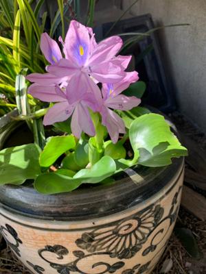 おはようございます⛅【ホテイアオイ】、花友が「初めて咲いたよ」と送ってくれました。嬉しかったろうなと思うと私も嬉しい。美しい花ですね。今朝、目覚めの気分は③何だか憂鬱。理由は、昨日孫守をして小4の兄が小1の弟を泣かせていたから。剥き出しの自我のストレートさは穏やかな日々を過ごす老人には激しすぎたし、自分の過去のあれこれも思い出してしまってね。気分をｷﾘｶｴﾃ今日もｶﾞﾝﾊﾞﾙ🌟.｡🧡♬.:*🐈‍⬛¨*🎃•.¸¸💓