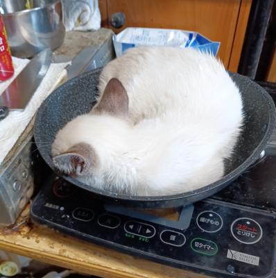 丸焼きにしてやろうか😸　そろそろ出勤です。