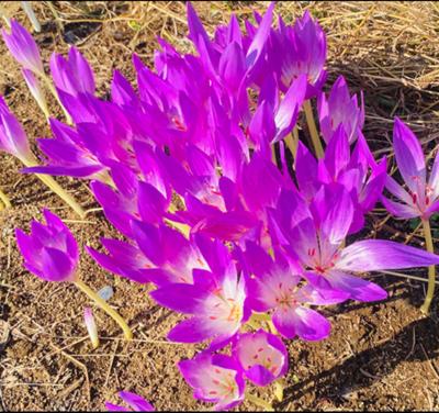 昨日朝、道端に咲いたサフランの花束。読友様に捧げます(^_−)−☆  この生き生きとした花姿と色合い､､､元気をもらいました。