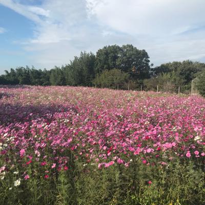 【月曜から読書会】【ナツイチ】こんにちは♪今日はお昼過ぎまでの仕事で、帰りにスタバ読書してきました！100ページ読んできた！明日もコメダに行くので、そこで読了したいです。家では「クスノキの女神」を読もうと思います。昨日お散歩に行った時にコスモス畑がありました❀綺麗だった🎶