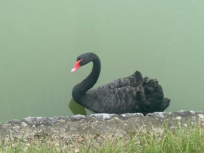 丸亀城のお堀の黒鳥。何故か威嚇されました（笑）