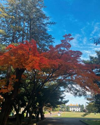 綺麗に色づいてきました🍁🍁🍂