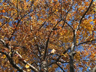 近くの公園を散策中。画像は黄金色に紅葉した百合の樹。青空にとても映えます。