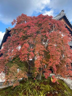 珍しい枝垂れ紅葉
西来院にありました。