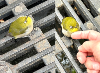 人通りの多いとこでメジロが爆睡してました。触っても起きません。踏み潰されそうで危ないので、摘んでどかしたら目を覚まし、「変な人に触られた！やだー！」みたいに逃げていきました。フワフワでアチチでした❤️