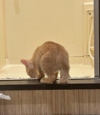 推定生後１ヶ月と1週間と３日のまめちゃん、風呂場デビューする。にいちゃんたちがやることは全部やりたいまめちゃん。