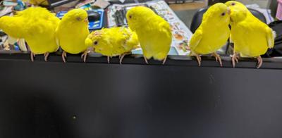 おはようございます。写真は差し餌で育てていたころの6兄弟。職場でパソコンのモニターに止まっているところです。今日、最後の1羽が譲渡されます。寂しくなりますが、それぞれの場所で幸せ暮らしてほしいと思います。皆様は良い日をお過ごしください。