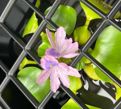 諦めていたら咲きました🥹ホテイソウの花。1日限りらしいので今日だけ見れます❁⃘*.ﾟ